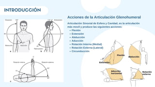 INTRODUCCIÓN
Acciones de la Articulación Glenohumeral
Flexión
Extensión
Abducción
Aducción
Rotación Interna (Medial)
Rotación Externa (Lateral)
Circunducción
Articulación Sinovial de Esfera y Cavidad, es la articulación
más movil y produce las siguientes acciones:
 