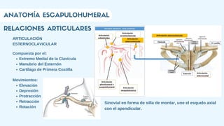 RELACIONES ARTICULARES
ANATOMÍA ESCAPULOHUMERAL
ARTICULACIÓN
ESTERNOCLAVICULAR
Extremo Medial de la Clavícula
Manubrio del Esternón
Cartílago de Primera Costilla
Compuesta por el:
Sinovial en forma de silla de montar, une el esquelo axial
con el apendicular.
Elevación
Depresión
Protracción
Retracción
Rotación
Movimientos:
 