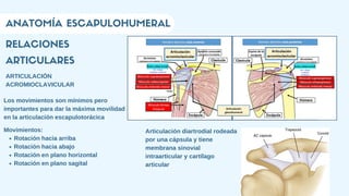 RELACIONES
ARTICULARES
ANATOMÍA ESCAPULOHUMERAL
ARTICULACIÓN
ACROMIOCLAVICULAR
Los movimientos son mínimos pero
importantes para dar la máxima movilidad
en la articulación escapulotorácica
Articulación diartrodial rodeada
por una cápsula y tiene
membrana sinovial
intraarticular y cartílago
articular
Rotación hacia arriba
Rotación hacia abajo
Rotación en plano horizontal
Rotación en plano sagital
Movimientos:
 