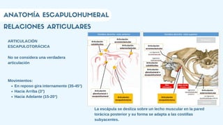 RELACIONES ARTICULARES
ANATOMÍA ESCAPULOHUMERAL
ARTICULACIÓN
ESCAPULOTORÁCICA
No se considera una verdadera
articulación
La escápula se desliza sobre un lecho muscular en la pared
torácica posterior y su forma se adapta a las costillas
subyacentes.
En reposo gira internamente (35-45°)
Hacia Arriba (3°)
Hacia Adelante (15-20°)
Movimientos:
 