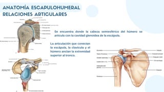 RELACIONES ARTICULARES
Se encuentra donde la cabeza semiesférico del húmero se
articula con la cavidad glenoidea de la escápula.
ANATOMÍA ESCAPULOHUMERAL
La articulación que conectan
la escápula, la clavícula y el
húmero anclan la extremidad
superior al tronco.
 