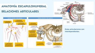 RELACIONES ARTICULARES
ANATOMÍA ESCAPULOHUMERAL
Estas articulaciones son
interdependientes.
 