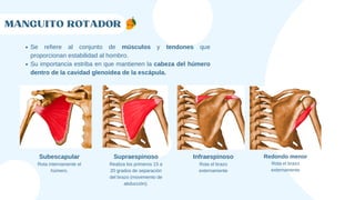 MANGUITO ROTADOR
Se refiere al conjunto de músculos y tendones que
proporcionan estabilidad al hombro.
Su importancia estriba en que mantienen la cabeza del húmero
dentro de la cavidad glenoidea de la escápula.
Subescapular
Rota internamente el
húmero.
Supraespinoso
Realiza los primeros 15 a
20 grados de separación
del brazo (movimiento de
abducción).
Infraespinoso
Rota el brazo
externamente
Redondo menor
Rota el brazo
externamente
 