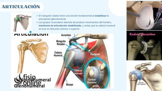 ARTICULACIÓN
Rodete glenoideo
El manguito rotador tiene una función fundamental al estabilizar la
articulación glenohumeral.
Los grupos musculares además de producir movimientos del hombro,
mantienen la articulación estabilizada, y evitan que la cabeza humeral
se luxe en dirección anterior o superior.
 