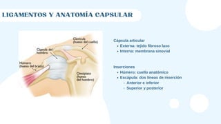LIGAMENTOS Y ANATOMÍA CAPSULAR
Externa: tejido fibroso laxo
Interna: membrana sinovial
Húmero: cuello anatómico
Escápula: dos líneas de inserción
Anterior e inferior
Superior y posterior
Cápsula articular
Inserciones
 
