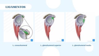 LIGAMENTOS
L. coracohumeral L. glenohumeral superior L. glenohumeral medio
 