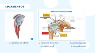 LIGAMENTOS
L. glenohumeral inferior L. transverso del húmero L. acromioclavicular
L. coracocromial L. coracoclavicular
 
