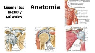 Anatomia
Ligamentos
Huesos y
Músculos
 