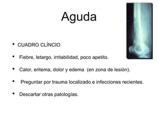 Aguda
• CUADRO CLÍNCIO
• Fiebre, letargo, irritabilidad, poco apetito.
• Calor, eritema, dolor y edema (en zona de lesión).
• Preguntar por trauma localizado e infecciones recientes.
• Descartar otras patologías.
 
