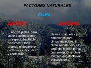 FACTORES NATURALES
CLIMA
ANTES AHORA
El uso de pieles para
vestir o acondicionar
un espacio habitable
en climas “ fríos”
propicia el desarrollo
de técnicas de curtido
y confección.
Se usa chaquetas y
pantalones para
climas especiale. El
clima se deterioro a lo
largo del tiempo por la
contaminación y otros
factores que destruya
el ecosistema.
 