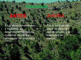 VEGETACION
ANTES AHORA
En la obtención de frutas
y vegetales, se
desarrollaron formas de
cosechar, preparar y
almacenar los productos.
Por la creación del
papel se utilizo la
tala de arboles, y la
diversidad de
plantas.
 