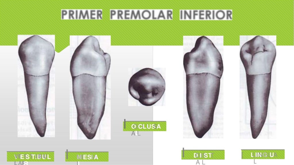 Primer premolar inferior