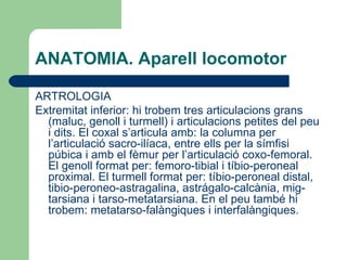 ANATOMIA. Aparell locomotor ARTROLOGIA Extremitat inferior: hi trobem tres articulacions grans (maluc, genoll i turmell) i articulacions petites del peu i dits. El coxal s’articula amb: la columna per l’articulació sacro-ilíaca, entre ells per la símfisi púbica i amb el fèmur per l’articulació coxo-femoral. El genoll format per: femoro-tibial i tíbio-peroneal proximal. El turmell format per: tíbio-peroneal distal, tibio-peroneo-astragalina, astrágalo-calcània, mig-tarsiana i tarso-metatarsiana. En el peu també hi trobem: metatarso-falàngiques i interfalàngiques.  