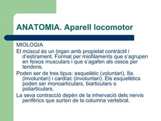 ANATOMIA. Aparell locomotor MIOLOGIA El múscul és un òrgan amb propietat contràctil i d’estirament. Format per miofilaments que s’agrupen en feixos musculars i que s’agafen als ossos per tendons.  Poden ser de tres tipus: esquelètic (voluntari), llis (involuntari) i cardíac (involuntari). Els esquelètics poden ser monoarticulars, biarticulars o poliarticulars.  La seva contracció depèn de la inhervació dels nervis perifèrics que surten de la columna vertebral.  