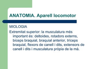 ANATOMIA. Aparell locomotor MIOLOGIA Extremitat superior: la musculatura més important és: deltoides, rotadors externs, bíceps braquial, braquial anterior, tríceps braquial, flexors de canell i dits, extensors de canell i dits i musculatura pròpia de la mà.  