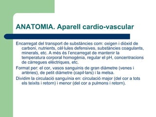 ANATOMIA. Aparell cardio-vascular Encarregat del transport de substàncies com: oxigen i diòxid de carboni, nutrients, cèl·lules defensives, substàncies coagulants, minerals, etc. A més és l’encarregat de mantenir la temperatura corporal homogènia, regular el pH, concentracions de càrregues elèctriques, etc.  Format per: el cor, vasos sanguinis de gran diàmetre (venes i artèries), de petit diàmetre (capil·lars) i la melsa. Dividim la circulació sanguínia en: circulació major (del cor a tots els teixits i retorn) i menor (del cor a pulmons i retorn). 