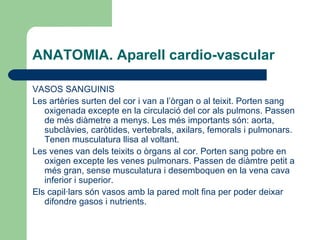 ANATOMIA. Aparell cardio-vascular VASOS SANGUINIS Les artèries surten del cor i van a l’òrgan o al teixit. Porten sang oxigenada excepte en la circulació del cor als pulmons. Passen de més diàmetre a menys. Les més importants són: aorta, subclàvies, caròtides, vertebrals, axilars, femorals i pulmonars. Tenen musculatura llisa al voltant. Les venes van dels teixits o òrgans al cor. Porten sang pobre en oxigen excepte les venes pulmonars. Passen de diàmtre petit a més gran, sense musculatura i desemboquen en la vena cava inferior i superior.  Els capil·lars són vasos amb la pared molt fina per poder deixar difondre gasos i nutrients.  