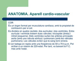 ANATOMIA. Aparell cardio-vascular COR És un òrgan format per musculatura cardíaca, amb la propietat de contraure’s per si sol.  Es divideix en quatre cavitats: dos aurícules i dos ventricles. Entre aurícula i ventricle trobem dues vàlvules: tricúspide (dreta) i mitral (esquerra). Dels ventricles surten les artèries principals: aorta (amb una vàlvula aòrtica) i pulmonars (amb les vàlvules pulmonars). Les vàlvules eviten que la sang torni enrera.  El cor batega en repòs amb una freqüència de 50 a 70 b.p.m. Pot arribar a un màxim de 220-edat. Per tant, va baixant la F.C. màx amb l’edat.  