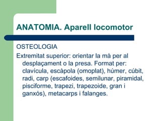 ANATOMIA. Aparell locomotor OSTEOLOGIA Extremitat superior: orientar la mà per al desplaçament o la presa. Format per: clavícula, escàpola (omoplat), húmer, cúbit, radi, carp (escafoides, semilunar, piramidal, pisciforme, trapezi, trapezoide, gran i ganxós), metacarps i falanges. 