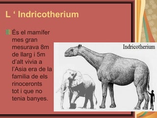 L ‘ Indricotherium
 És el mamífer
 mes gran
 mesurava 8m
 de llarg i 5m
 d’alt vivia a
 l’Asia era de la
 familia de els
 rinoceronts
 tot i que no
 tenia banyes.
 
