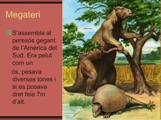 Megateri
 S’assembla al
 peresós gegant
 de l’Amèrica del
 Sud. Era pelut
 com un
 ós, pesava
 diverses tones i
 si es posava
 dret feia 7m
 d’alt.
 