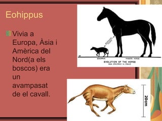 Eohippus

 Vivia a
 Europa, Àsia i
 Amèrica del
 Nord(a els
 boscos) era
 un
 avampasat
 de el cavall.
 