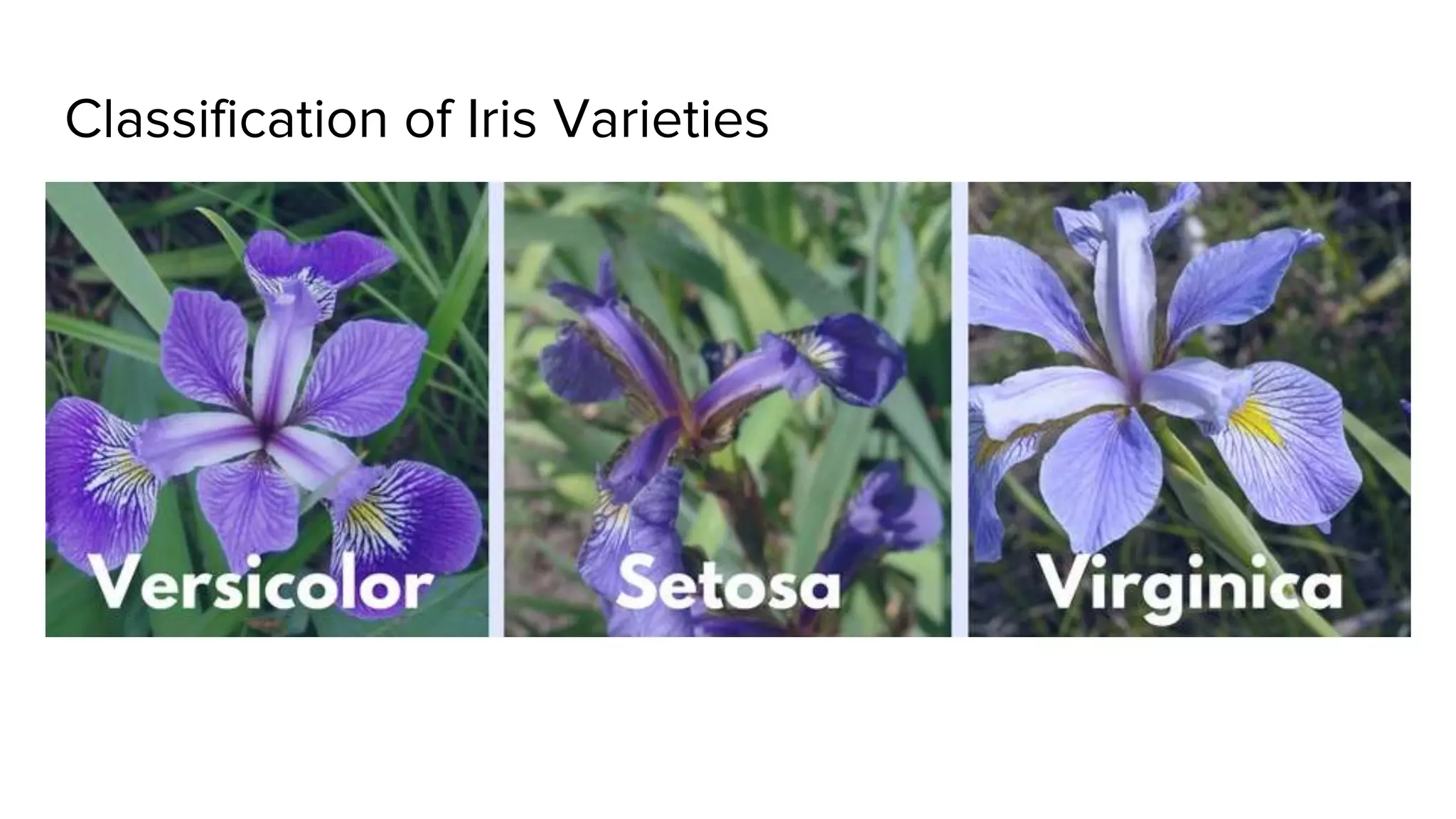 Classification of Iris Varieties
 