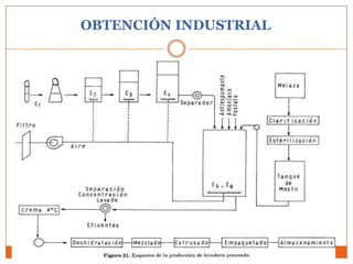 OBTENCIÓN INDUSTRIAL
 