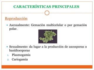 CARACTERÍSTICAS PRINCIPALES


Reproducción
 Asexualmente: Gemación multicelular o por gemación
  polar.




 Sexualmente: da lugar a la producción de ascosporas o
   basidioesporas
 1. Plasmogamia
 2. Cariogamia
 