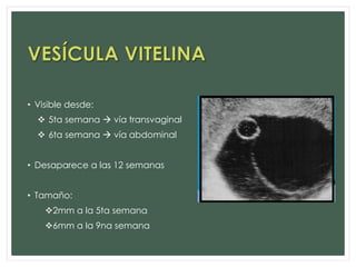 • Visible desde:
 5ta semana  vía transvaginal
 6ta semana  vía abdominal
• Desaparece a las 12 semanas
• Tamaño:
2mm a la 5ta semana
6mm a la 9na semana
 