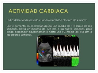 La FC debe ser detectada cuando el embrión alcanza de 4 a 5mm.
La FC aumenta en el embrión desde una media de 118 lpm a las seis
semanas, hasta un máximo de 172 lpm a las nueve semanas, para
luego descender paulatinamente hasta una FC media de 148 lpm a
las catorce semanas.
 