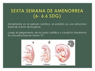 Inicialmente en el periodo somítico, el embrión es una estructura
lineal de 2-3mm de longitud.
Luego el plegamiento de los polos cefálico y caudal lo transforma
en una estructura en forma “C”.
 