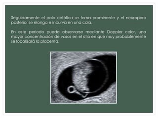 Seguidamente el polo cefálico se torna prominente y el neuroporo
posterior se elonga e incurva en una cola.
En este periodo puede observarse mediante Doppler color, una
mayor concentración de vasos en el sitio en que muy probablemente
se localizará la placenta.
 