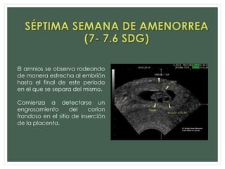 El amnios se observa rodeando
de manera estrecha al embrión
hasta el final de este periodo
en el que se separa del mismo.
Comienza a detectarse un
engrosamiento del corion
frondoso en el sitio de inserción
de la placenta.
 