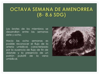 Los brotes de los miembros se
desarrollan entre las semanas
siete y ocho.
Hacia las ocho semanas es
posible reconocer el flujo de la
arteria umbilical, caracterizado
por la ausencia de flujo de fin de
diástole y la presencia de un
patrón pulsátil de la vena
umbilical.
 
