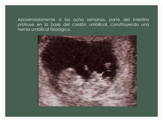 Aproximadamente a las ocho semanas, parte del intestino
protruye en la base del cordón umbilical, constituyendo una
hernia umbilical fisiológica.
 