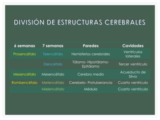 6 semanas 7 semanas Paredes Cavidades
Prosencéfalo Telencéfalo Hemisferios cerebrales
Ventrículos
laterales
Diencéfalo
Tálamo- Hipotálamo-
Epitálamo
Tercer ventrículo
Mesencéfalo Mesencéfalo Cerebro medio
Acueducto de
Silvio
Rombencéfalo Metencéfalo Cerebelo- Protuberancia Cuarto ventrículo
Mielencéfalo Médula Cuarto ventrículo
 