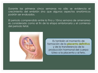 Durante las primeras cinco semanas no sólo se evidencia el
crecimiento del embrión sino que algunos aspectos anatómicos
podrán ser evaluados.
El periodo comprendido entre la 9na y 10ma semana de amenorrea
es considerado como el fin de la etapa embrionaria y el comienzo
del periodo fetal.
Es también el momento de
formación de la placenta definitiva
y de la transferencia de la
producción hormonal del cuerpo
lúteo a la placenta y al feto.
 