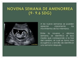 A las nueve semanas se pueden
apreciar claramente los
movimientos de los miembros.
Entre la novena y décima
semana, se identifica el eco
medio que corresponde a la hoz
del cerebro, el cual se torna mas
ecogénico y sencillo de identificar
una semana después.
 