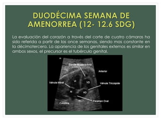 La evaluación del corazón a través del corte de cuatro cámaras ha
sido referida a partir de las once semanas, siendo mas constante en
la décimotercera. La apariencia de los genitales externos es similar en
ambos sexos, el precursor es el tubérculo genital.
 