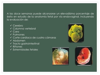 A las doce semanas puede alcanzarse un elevadísimo porcentaje de
éxito en estudio de la anatomía fetal por vía endovaginal, incluyendo
la evaluación de:
 Cerebro
 Columna vertebral
 Cara
 Pulmones
 Corte cardiaco de cuatro cámaras
 Abdomen
 Tracto gastrointestinal
 Riñones
 Extremidades fetales
 