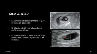 SACO VITELINO
• Máxima visualización entre la 7ª y 8ª
semana de gestación.
• Unida al embrión por el conducto
onfalomesentérico
• Es posible medir la velocidad de flujo
de la arteria vitelina a partir de la 8ª
semana.
6:40 p. m. 24
 