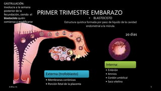 PRIMER TRIMESTRE EMBARAZO
• BLASTOCISTO
Estructura quística formada por paso de liquido de la cavidad
endometrial a la mórula.
Externa (trofoblasto)
• Membranas coriónicas
• Porción fetal de la placenta
Interna:
• Embrión
• Amnios
• Cordón umbilical
• Saco vitelino
20 dias
GASTRULACIÓN:
Involucra a la semana
posterior de la
fecundación, siendo el
blastocisto quién
comienza a modificarse
6:40 p. m. 5
 