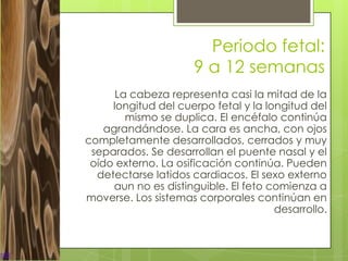 Periodo fetal:
                      9 a 12 semanas
      La cabeza representa casi la mitad de la
     longitud del cuerpo fetal y la longitud del
        mismo se duplica. El encéfalo continúa
    agrandándose. La cara es ancha, con ojos
completamente desarrollados, cerrados y muy
 separados. Se desarrollan el puente nasal y el
 oído externo. La osificación continúa. Pueden
  detectarse latidos cardiacos. El sexo externo
      aun no es distinguible. El feto comienza a
moverse. Los sistemas corporales continúan en
                                       desarrollo.
 