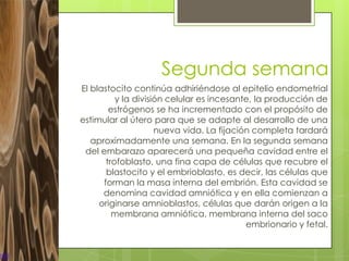 Segunda semana
El blastocito continúa adhiriéndose al epitelio endometrial
          y la división celular es incesante, la producción de
        estrógenos se ha incrementado con el propósito de
estimular al útero para que se adapte al desarrollo de una
                     nueva vida. La fijación completa tardará
   aproximadamente una semana. En la segunda semana
 del embarazo aparecerá una pequeña cavidad entre el
       trofoblasto, una fina capa de células que recubre el
       blastocito y el embrioblasto, es decir, las células que
      forman la masa interna del embrión. Esta cavidad se
      denomina cavidad amniótica y en ella comienzan a
     originarse amnioblastos, células que darán origen a la
         membrana amniótica, membrana interna del saco
                                           embrionario y fetal.
 