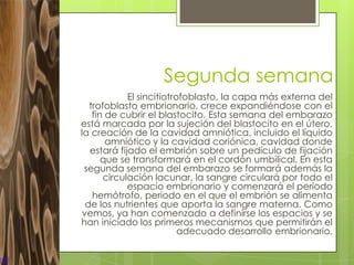 Segunda semana
             El sincitiotrofoblasto, la capa más externa del
   trofoblasto embrionario, crece expandiéndose con el
    fin de cubrir el blastocito. Esta semana del embarazo
está marcada por la sujeción del blastocito en el útero,
la creación de la cavidad amniótica, incluido el líquido
        amniótico y la cavidad coriónica, cavidad donde
   estará fijado el embrión sobre un pedículo de fijación
       que se transformará en el cordón umbilical. En esta
 segunda semana del embarazo se formará además la
       circulación lacunar, la sangre circulará por todo el
             espacio embrionario y comenzará el periodo
    hemótrofo, periodo en el que el embrión se alimenta
  de los nutrientes que aporta la sangre materna. Como
 vemos, ya han comenzado a definirse los espacios y se
han iniciado los primeros mecanismos que permitirán el
                           adecuado desarrollo embrionario.
 