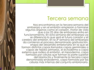 Tercera semana
          Nos encontramos en la tercera semana del
      embarazo y en el embrión empiezan a formarse
   algunos órganos como el corazón, motor de vida
              que a los 22 días de embarazo entra en
  funcionamiento. En esta semana del embarazo ya
       se diferencia lo que será el futuro corazón y el
cerebro del embrión. En la 3ª semana del embarazo
 da comienzo el proceso denominado gastrulación,
        etapa del desarrollo embrionario en la que se
forman distintas capas llamadas capas germinales o
    capas de tejidos primarios, el ectodermo o capa
externa que rodea al embrión, el mesodermo, capa
    formada por células que forman la parte superior
           del blastocito y finalmente la tercera capa
     denominada endodermo, capa formada por las
       células más internas del conjunto embrionario.
 