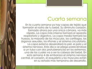 Cuarta semana
    En la cuarta semana ya hay capas de tejido que
 formarán el rostro de tu bebé. Su diminuto corazón,
       formado ahora por una única cámara, va más
     rápido. La capa más interna formará el aparato
  respiratorio y digestivo. La capa media formará los
huesos, la mayoría de los músculos, los cartílagos, los
órganos sexuales, los riñones y el sistema circulatorio.
      La capa externa desarrollará la piel, el pelo y el
 sistema nervioso. Este disco se pliega pareciéndose
  a un tubo con dos protuberancias en los extremos,
   una de las cuales va a ser la cabeza del bebé. En
      esta semana 4 de embarazo el sistema nervioso
central, el corazón, el esqueleto y los músculos están
            en su estado más temprano de desarrollo.
 