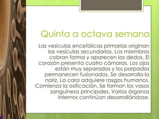 Quinta a octava semana
 Las vesículas encefálicas primarias originan
     las vesículas secundarias. Los miembros
      cobran forma y aparecen los dedos. El
 corazón presenta cuatro cámaras. Los ojos
        están muy separados y los parpados
   permanecen fusionados. Se desarrolla la
   nariz. La cara adquiere rasgos humanos.
Comienza la osificación. Se forman los vasos
      sanguíneos principales. Varios órganos
          internos continúan desarrollándose.
 