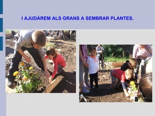 I AJUDÀREM ALS GRANS A SEMBRAR PLANTES. 